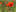 Flyer Klatschmohn